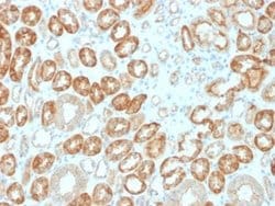 Occludin Mouse anti-Human, Clone: OCLN/2183, Novus Biologicals:Antibodies:Primary
