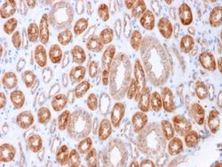 Occludin Mouse anti-Human, Clone: OCLN/2183, Novus Biologicals:Antibodies:Primary