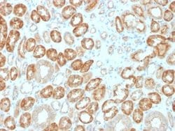 Occludin Antibody (OCLN/2183) - Azide and BSA Free, Novus Biologicals 100