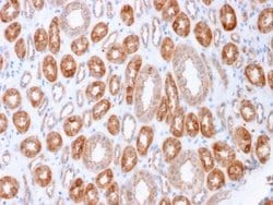Occludin Antibody (OCLN/2183) - Azide and BSA Free, Novus Biologicals 100