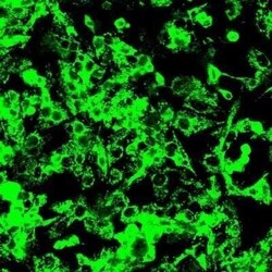 Occludin Antibody (5A7), Novus Biologicals 0.1 mg | Buy Online | Novus Biologicals | Fisher Scientific