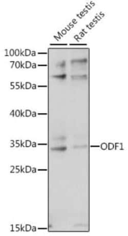 Odf1 Antibody - Azide and BSA Free, Novus Biologicals 0.02 mL; Unconjugated:Antibodies,