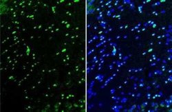 Olig2 Antibody (HL1072), Novus Biologicals 100 &mu;g | Buy Online | Novus Biologicals | Fisher Scientific