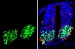 Olig2 Antibody (HL1072), Novus Biologicals 100 &mu;g | Buy Online | Novus Biologicals | Fisher Scientific