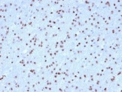 Olig2 Mouse anti-Human, Clone: OLIG2/2400, Novus Biologicals:Antibodies:Primary