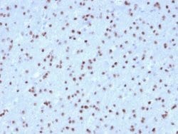 Olig2 Antibody (OLIG2/2400) - Azide and BSA Free, Novus Biologicals 100 &mu;g | Buy Online | Novus Biologicals | Fisher Scientific