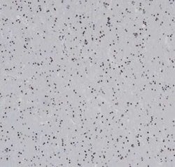 Olig2 Rabbit anti-Human, Clone: OLIG2/6695R, Novus Biologicals 100 &mu;g | Buy Online | Novus Biologicals | Fisher Scientific