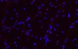 Olig2 Antibody (3C9), Novus Biologicals 0.1 mg | Buy Online | Novus Biologicals | Fisher Scientific