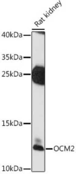 Oncomodulin/OCM2 Antibody - Azide and BSA Free, Novus Biologicals 0.02