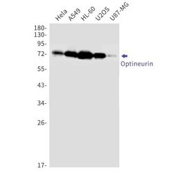 Optineurin Antibody (S01-2C5), Novus Biologicals 100 &mu;g; Unconjugated:Antibodies,
