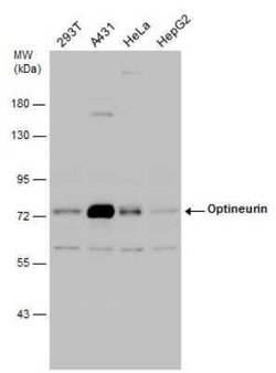 Optineurin Antibody, Novus Biologicals 100 &mu;g; Unconjugated:Antibodies,