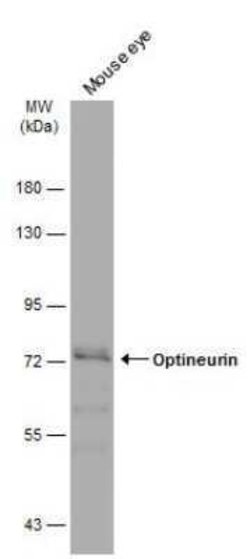 Optineurin Antibody, Novus Biologicals 100 &mu;g; Unconjugated:Antibodies,
