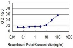 Orc2 Antibody (3E11-1G5), Novus Biologicals 0.1 mg | Buy Online | Novus Biologicals | Fisher Scientific