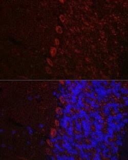 Orexin R1/HCRTR1 Antibody - Azide and BSA Free, Novus Biologicals:Antibodies:Primary