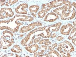 Ornithine Decarboxylase Antibody (ODC1/2878R) - Azide and BSA Free, Novus Biologicals 100 &mu;g | Buy Online | Novus Biologicals | Fisher Scientific