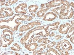 Ornithine Decarboxylase Rabbit anti-Human, Mouse, Rat, Clone: ODC1/2878R,