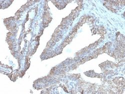 Ornithine Decarboxylase Antibody (rODC1/485) - Azide and BSA Free, Novus
