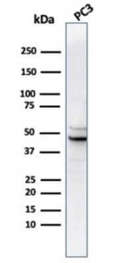 Ornithine Decarboxylase Mouse anti-Human, Mouse, Rat, Clone: rODC1/487, Novus Biologicals 100 &mu;g | Buy Online | Novus Biologicals | Fisher Scientific
