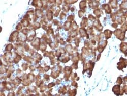 Ornithine Decarboxylase Antibody (ODC1/486), Novus Biologicals 0.1mg; Unlabeled:Antibodies,