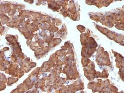 Ornithine Decarboxylase Antibody (ODC1/486), Novus Biologicals 0.1mg; Unlabeled:Antibodies,
