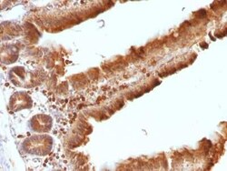 Ornithine Decarboxylase Antibody (ODC1/486), Novus Biologicals 0.1mg; Unlabeled:Antibodies,