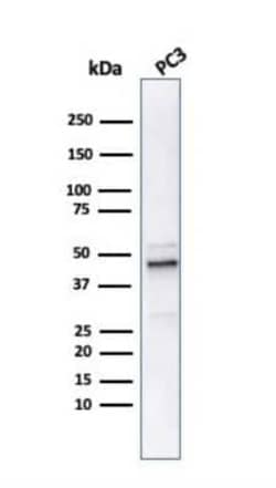 Ornithine Decarboxylase Antibody (ODC1/486), Novus Biologicals 0.1mg; Unlabeled:Antibodies,