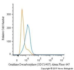 Ornithine Decarboxylase Antibody (ODC1/487), Novus Biologicals:Antibodies:Primary