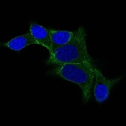 Ornithine Decarboxylase Antibody (ODC1/487), Novus Biologicals:Antibodies:Primary