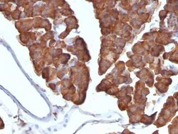 Ornithine Decarboxylase Antibody (ODC1/487), Novus Biologicals:Antibodies:Primary