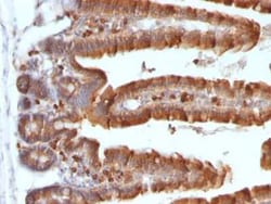 Ornithine Decarboxylase Antibody (ODC1/487), Novus Biologicals:Antibodies:Primary