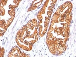 Novus Biologicals Ornithine Decarboxylase Antibody (SPM565) - Azide and