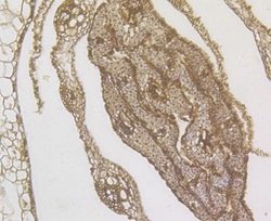 Os01g0847700 Rabbit anti-Plant, Polyclonal, Novus Biologicals 100 &mu;g;