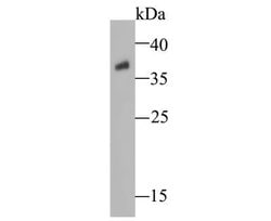 Os01g0847700 Rabbit anti-Plant, Polyclonal, Novus Biologicals 100 &mu;g;