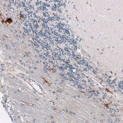 Osteopontin/OPN Antibody (CL10686), Novus Biologicals:Antibodies:Primary