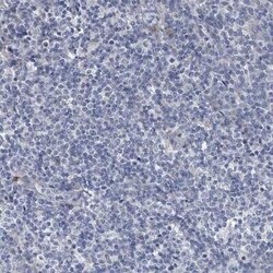 Osteopontin/OPN Antibody, Novus Biologicals 0.1 mL; Unconjugated:Anticorps,