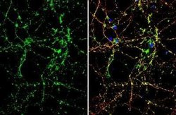 Otubain-1 Antibody, Novus Biologicals 100 &mu;g | Buy Online | Novus Biologicals | Fisher Scientific