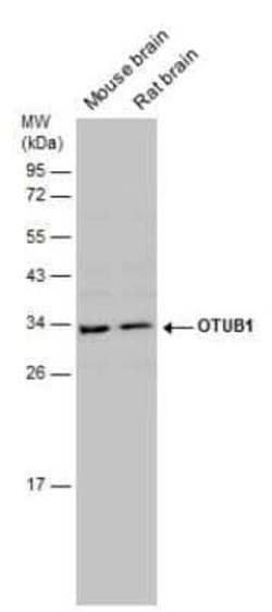 Otubain-1 Antibody, Novus Biologicals 100 &mu;g | Buy Online | Novus Biologicals | Fisher Scientific