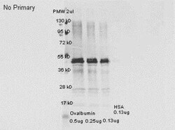 Ovalbumin Antibody, Novus Biologicals:Antibodies:Primary Antibodies