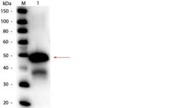 Ovalbumin Antibody, Novus Biologicals:Antibodies:Primary Antibodies