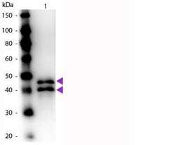 Ovalbumin Antibody, Novus Biologicals:Antibodies:Primary Antibodies