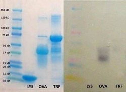 Ovalbumin Antibody, Novus Biologicals:Antibodies:Primary Antibodies