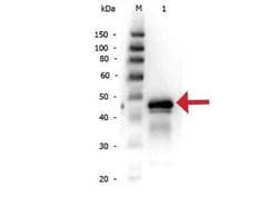 Ovalbumin Antibody, Novus Biologicals:Antibodies:Primary Antibodies