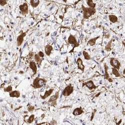 Oxytocin/Neurophysin I Antibody, Novus Biologicals:Antibodies:Primary Antibodies