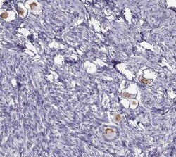 Oxytocin/Neurophysin I Antibody, Novus Biologicals:Antibodies:Primary Antibodies