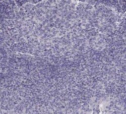 Oxytocin/Neurophysin I Antibody, Novus Biologicals:Antibodies:Primary Antibodies