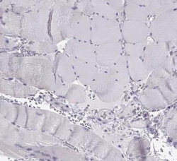Oxytocin/Neurophysin I Antibody, Novus Biologicals:Antibodies:Primary Antibodies