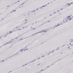 P-Cadherin Antibody, Novus Biologicals 0.1 mL | Buy Online | Novus Biologicals | Fisher Scientific