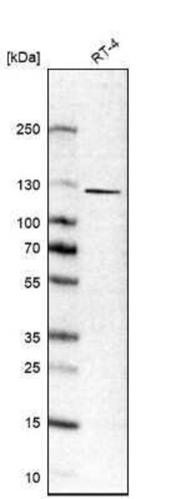 P-Cadherin Antibody, Novus Biologicals 0.1 mL | Buy Online | Novus Biologicals | Fisher Scientific