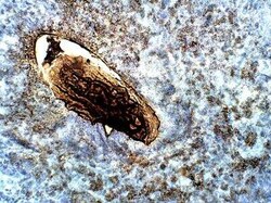 P-Rex1 Antibody, Novus Biologicals 100 &mu;g | Buy Online | Novus Biologicals | Fisher Scientific