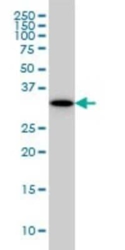 P15RS Antibody (1B8), Novus Biologicals 0.1 mg | Buy Online | Novus Biologicals | Fisher Scientific